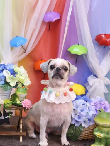 20230630桃太郎くん